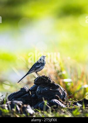Coda di Wagtail bianca, uccello Motacilla alba nell'ambiente Foto Stock