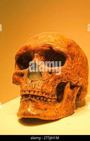 PECHINO, CINA - PALEOLITICO SUPERIORE (CIRCA 30.000 ANNI FA): Cranio dell'uomo della grotta superiore (replica), paleolitico superiore (circa 30.000 anni fa), raccolta in Foto Stock