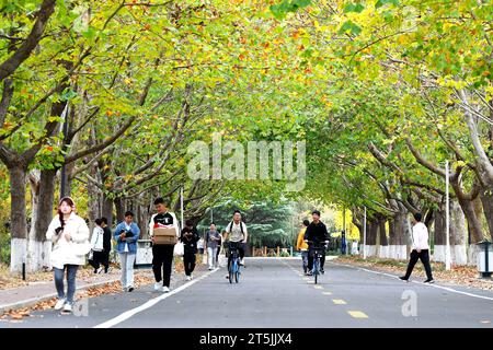 QINGDAO, CINA - 4 NOVEMBRE 2023 - gli studenti universitari cavalcano e camminano su Wutong Avenue presso la Shandong University of Science and Technology nella West Coast Foto Stock