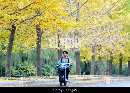 QINGDAO, CINA - 4 NOVEMBRE 2023 - Uno studente universitario cavalca su Ginkgo Avenue presso la Shandong University of Science and Technology nella costa occidentale di Qingdao Foto Stock