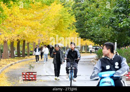 QINGDAO, CINA - 4 NOVEMBRE 2023 - gli studenti universitari cavalcano su Ginkgo Avenue presso la Shandong University of Science and Technology nella nuova area della costa occidentale Foto Stock