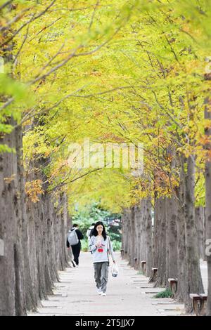 QINGDAO, CINA - 4 NOVEMBRE 2023 - gli studenti universitari camminano tra gli alberi di metasequoia presso la Shandong University of Science and Technology nella costa occidentale N Foto Stock