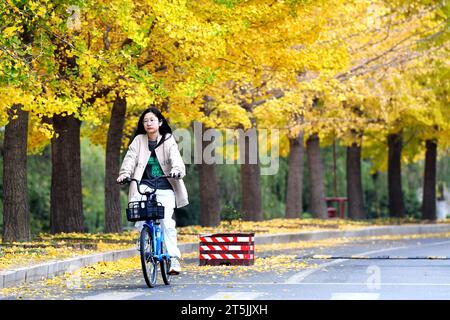 QINGDAO, CINA - 4 NOVEMBRE 2023 - Uno studente universitario cavalca su Ginkgo Avenue presso la Shandong University of Science and Technology nella costa occidentale di Qingdao Foto Stock