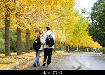 QINGDAO, CINA - 4 NOVEMBRE 2023 - gli studenti universitari camminano vicino agli alberi di ginkgo presso la Shandong University of Science and Technology nella West Coast New Are Foto Stock