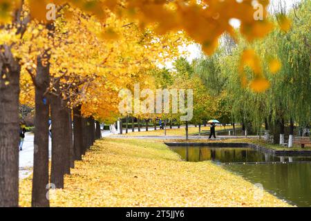 QINGDAO, CINA - 4 NOVEMBRE 2023 - Uno studente universitario cammina accanto agli alberi di ginkgo sotto la pioggia presso la Shandong University of Science and Technology in the W Foto Stock