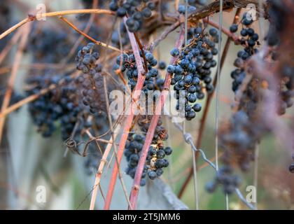 Vite Wild Grape (Vitis vinifera) che cresce sulla linea di recinzione nella Chippewa National Forest, Minnesota settentrionale USA Foto Stock