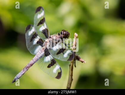 La Dragonfly Skimmer a dodici macchie (Libellula pulchella) arroccata sul ramoscello nella Chippewa National Forest, Minnesota settentrionale USA Foto Stock