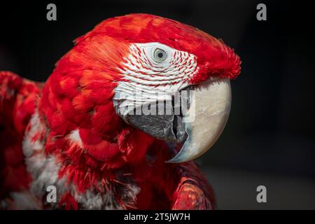 Un ritratto ravvicinato di un macaw scarlatto, Ara macao. Mostra solo la testa e la faccia laterale in dettaglio. Lo sfondo è scuro con spazio per il testo Foto Stock