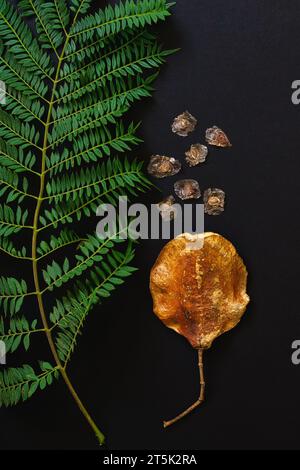 Foglie di alberi di Jacaranda, semi e cialde di semi da vicino isolati su uno sfondo nero, sono piatti con uno spazio per la copia Foto Stock