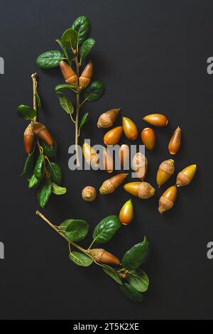 Ravvicinati ghiande di quercia vive della costa isolate su sfondo nero, spazio di copia Foto Stock