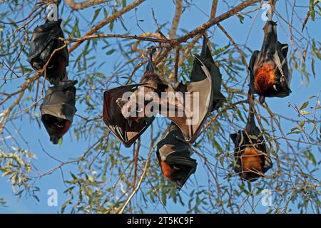 Volpi volanti nere (Pteropus alecto) appese su un albero, Nitmiluk National Park, Northern Territory, Australia Foto Stock