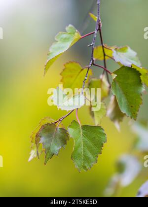 Ramo di betulla, Betula pendula, betulla argentata, betulla verrucola, betulla bianca europea, con le foglie verdi da vicino. Messa a fuoco selettiva. Foto Stock