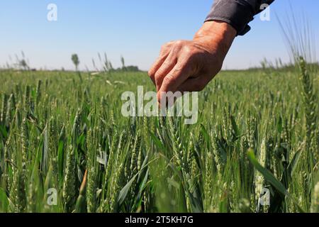 Palm Touch Wheat, foto in primo piano Foto Stock