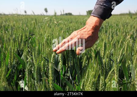 Palm Touch Wheat, foto in primo piano Foto Stock