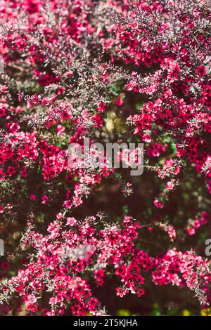 Primo piano di fiori rosa su una pianta neozelandese Tea Bush con foglie scure sotto il sole Foto Stock