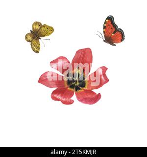 Acquerello, tulipani e farfalle. Fiore botanico floreale. Elemento illustrativo isolato. Illustrazione acquerello su sfondo bianco. Composizione floreale ad acquerello dai fiori primaverili. Elementi floreali su sfondo bianco per creare cartoline e inviti di nozze. Foto Stock