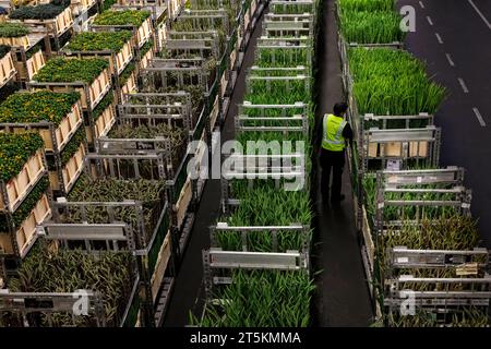 AALSMEER, PAESI BASSI - 6 SETTEMBRE 2022. Aalsmeer Flower Auction è la più grande asta di fiori al mondo; vengono venduti circa 20 milioni di fiori Foto Stock