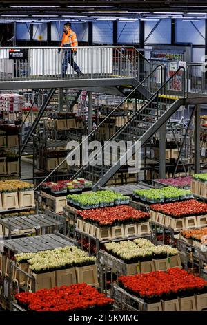 AALSMEER, PAESI BASSI - 6 SETTEMBRE 2022. Aalsmeer Flower Auction è la più grande asta di fiori al mondo; vengono venduti circa 20 milioni di fiori Foto Stock