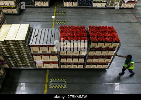 AALSMEER, PAESI BASSI - 6 SETTEMBRE 2022. Aalsmeer Flower Auction è la più grande asta di fiori al mondo; vengono venduti circa 20 milioni di fiori Foto Stock