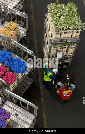 AALSMEER, PAESI BASSI - 6 SETTEMBRE 2022. Aalsmeer Flower Auction è la più grande asta di fiori al mondo; vengono venduti circa 20 milioni di fiori Foto Stock