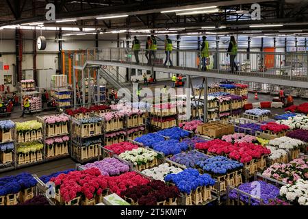 AALSMEER, PAESI BASSI - 6 SETTEMBRE 2022. Aalsmeer Flower Auction è la più grande asta di fiori al mondo; vengono venduti circa 20 milioni di fiori Foto Stock