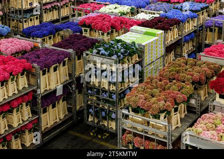AALSMEER, PAESI BASSI - 6 SETTEMBRE 2022. Aalsmeer Flower Auction è la più grande asta di fiori al mondo; vengono venduti circa 20 milioni di fiori Foto Stock