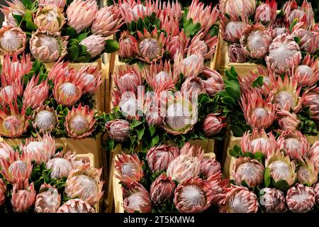 Protea, fiori di miele d'arancia rotondi. Asta di fiori Royal Flora Holland. Foto Stock