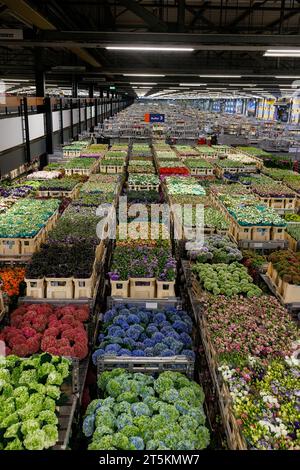 AALSMEER, PAESI BASSI - 6 SETTEMBRE 2022. Aalsmeer Flower Auction è la più grande asta di fiori al mondo; vengono venduti circa 20 milioni di fiori Foto Stock