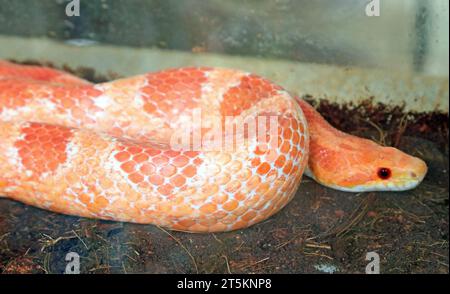 Serpente di mais arancio originario degli stati orientali degli stati Uniti, è diffuso in campi ampiamente coltivati con frutteti di cereali e anche in conifere Foto Stock