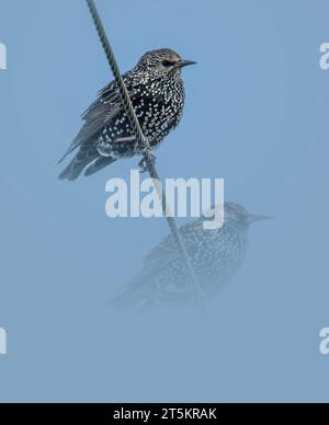 Il comune Starlings Sternus vulgaris si arenò su un filo in attesa di arrivare a una fonte di cibo, North Norfolk, Regno Unito Foto Stock