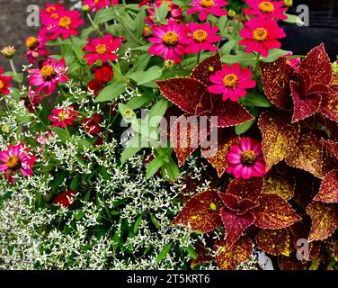 Un primo piano di fiori di Zinnia con Coleus ed Euphorbia Foto Stock