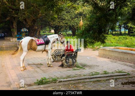 Cavalli riposati nel parco di Calcutta, India Foto Stock