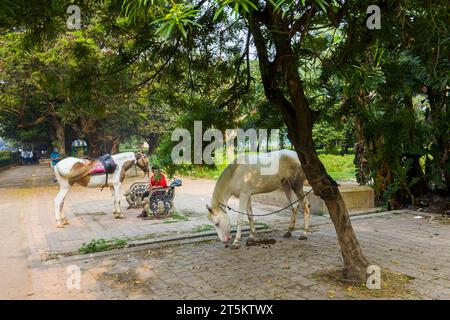 Cavalli riposati nel parco di Calcutta, India Foto Stock