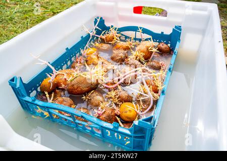 Una scatola di plastica con patate germogliate è immersa in un liquido insetticida. Preparazione dei semi di preimpianto Foto Stock