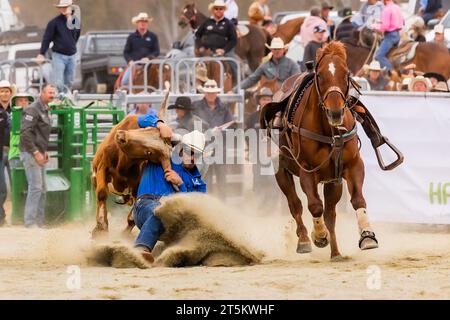 Canberra. 5 novembre 2023. Questa foto scattata il 5 novembre 2023 mostra una scena di gare al Bungendore Rodeo 2023 a Bungendore, Australia. Il Bungendore Rodeo 2023 attrae i migliori concorrenti da tutto il mondo. Crediti: Chu Chen/Xinhua/Alamy Live News Foto Stock