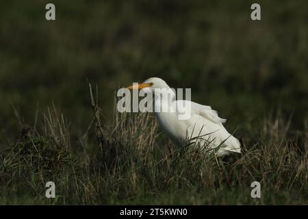 Un raro Egret bovino, Bubulcus ibis, che si nutre in un prato con mucche al pascolo. Foto Stock