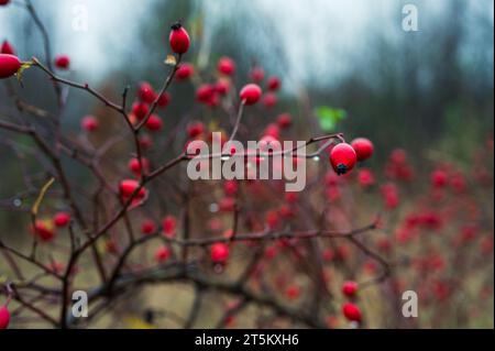 Rosa selvatica rossa sul Bush. Primo piano autunnale nella vista messa a fuoco Foto Stock