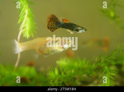 Molti di guppy in acquario. Messa a fuoco selettiva con profondità di campo ridotta. Foto Stock