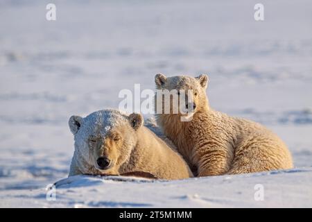 Orsi polari, madre e cucciolo, Ursus maritimus, Kaktovik, Alaska, USA Foto Stock
