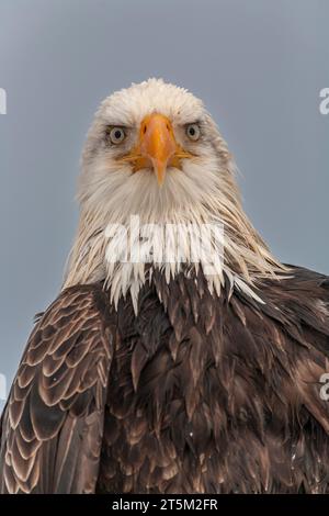 Aquila calva, Haliaeetus leucocephalus, Omero, Omero Spit, Alaska, USA Foto Stock