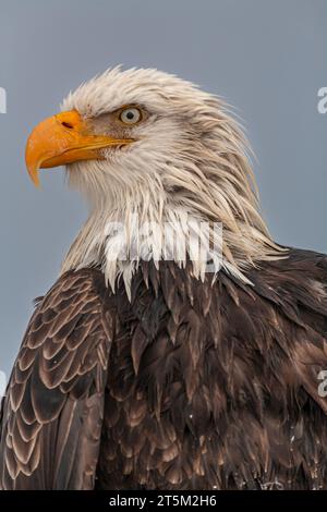 Aquila calva, Haliaeetus leucocephalus, Omero, Omero Spit, Alaska, USA Foto Stock