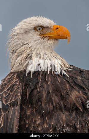 Aquila calva, Haliaeetus leucocephalus, Omero, Omero Spit, Alaska, USA Foto Stock