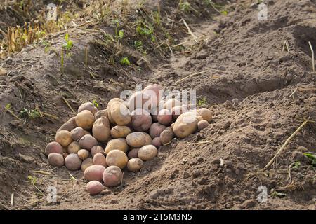 Pila di patate multicolore appena raccolte in un campo a conduzione familiare Foto Stock