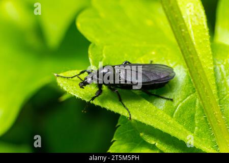 Bibio marci è una mosca della famiglia Bionidae chiamata mosche di marzo e lovebugs. Le larve di questi insetti vivono nel suolo e le radici delle piante danneggiate. Foto Stock