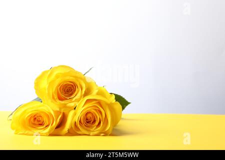 Bellissime rose fresche su un tavolo giallo su sfondo bianco. Spazio per il testo Foto Stock
