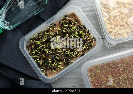 Coltivare microgreen. Semi germogliati diversi in contenitori su tavola di legno grigio, spianata Foto Stock