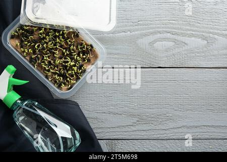 Kit di coltivazione Microgreens. Semi di girasole germogliati in contenitore e flacone spray su un tavolo di legno grigio, disteso piatto con spazio per il testo Foto Stock