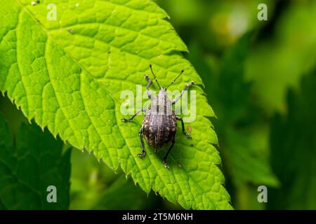 Macro di un muso Beetle appoggiata su una foglia. Foto Stock