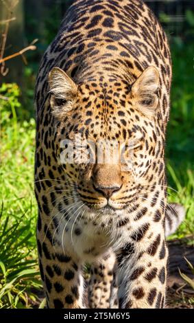 Leopardo nel centro di riabilitazione e sensibilizzazione della fauna selvatica di Tenikwa nella baia di Plettenberg, Sudafrica Foto Stock