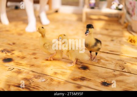 Gruppo con vista ad alto angolo di adorabili anatre gialle che giocano a passeggiare nella casa del gazebo estiva nelle giornate di sole. Concetto di escursione all'eco-fattoria Foto Stock